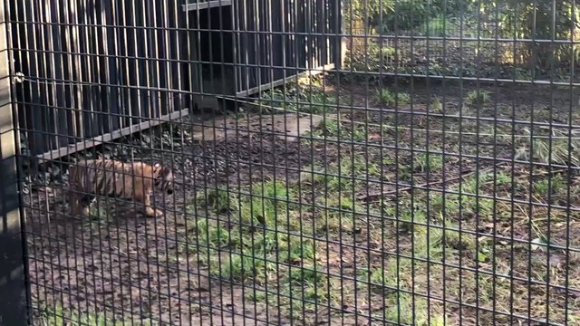 Le bébé tigre du zoo d'Amiens joue avec sa mère