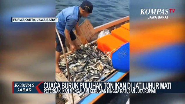 Akibat Cuaca Buruk Puluhan Ton Ikan Di Jatiluhur Mati