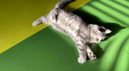 -Büyükşehir'in Engelsiz Yaşam Merkezi'nin yeni üyesi 'şeker'