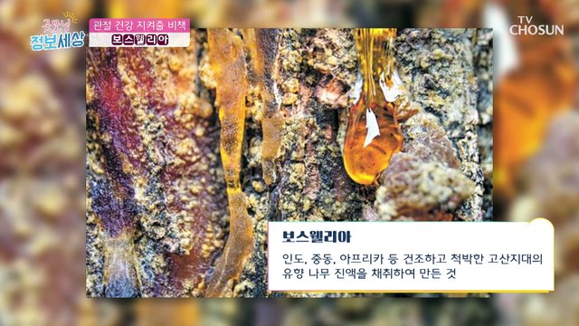 관절 건강을 예방하고 지켜주는 『 보스웰리아 』 TV CHOSUN 230103 방송