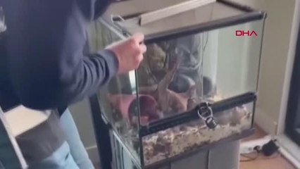 HAYVANAT BAHÇESİNİN YEDİEMİNLİ YILANI