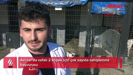 Avcılar'da vefalı 2 köpek için çok sayıda sahiplenme başvurusu