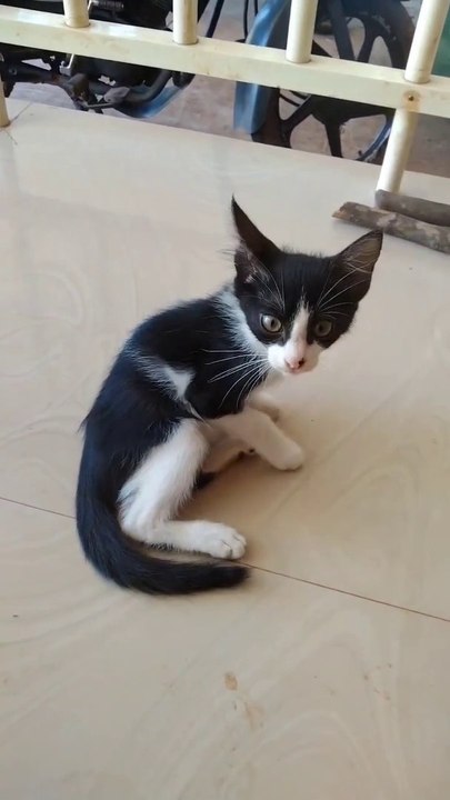 Cute Meow Baby Kitten