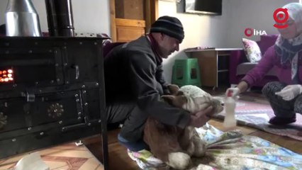 Erken doğan buzağı evlerinin maskotu oldu