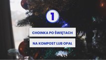 Co zrobić z żywą choinką po świętach? Zobacz 3 sposoby NA