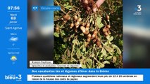 A Charmes-sur-l'Herbasse, des producteurs de cacahuètes Bio et de légumes d'hiver 