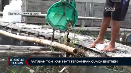 Ratusan Ton Ikan Mati Terdampak Cuaca Ekstrem di Boyolali