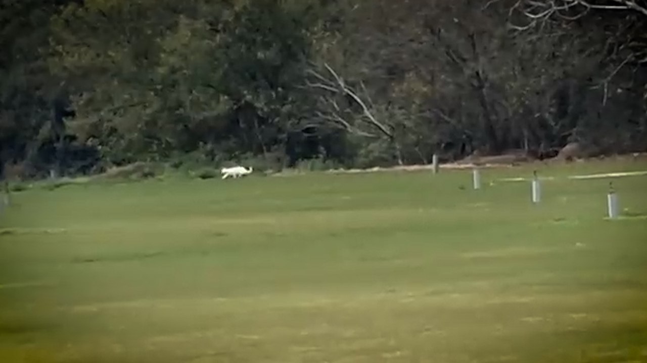 Felino de Cádiz: el animal de grandes dimensiones que se busca en Los Barrios