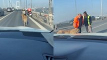 15 Temmuz Şehitler Köprüsünde yürüyen sokak köpeğini sürücüler kurtardı