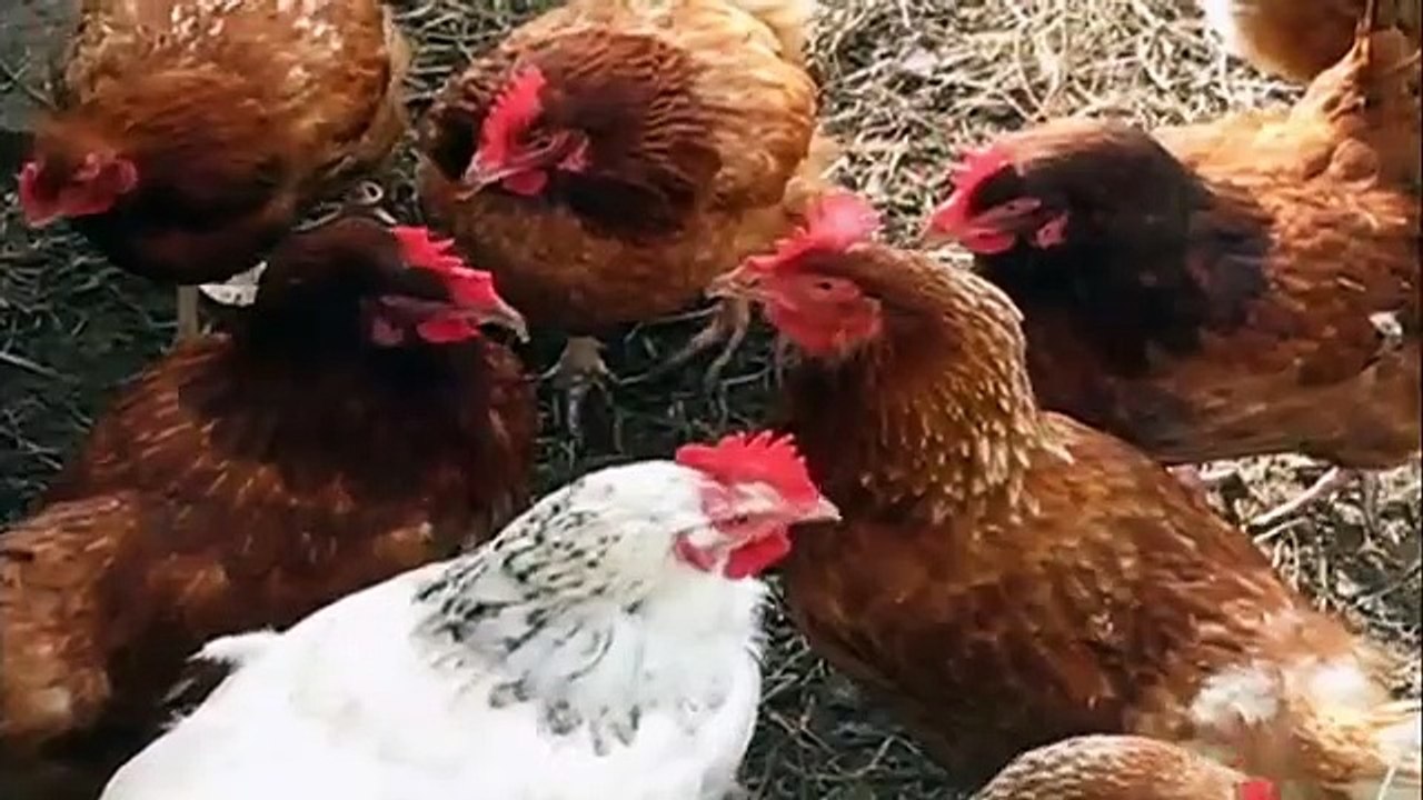 Better Off Ted - Se1 - Ep02 HD Watch