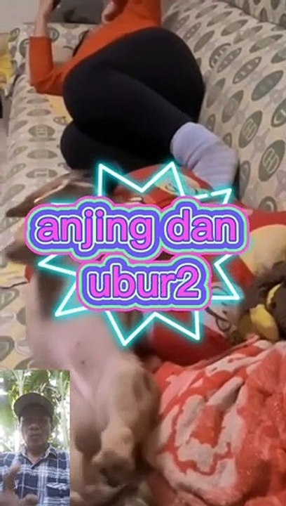Anjing terjatuh karena mimpi