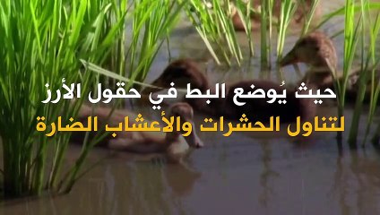 كيف يمكن للحيوانات حماية صحتنا ورفاهيتنا؟