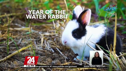 #KuyaKimAnoNa?: Aabot sa 7.5kg na rabbit, inaalagaan ng isang breeder sa Cagayan Valley | 24 Oras