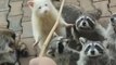 Rare White Racoon Stands Amidst Other Raccoons to Get Food From Spectators