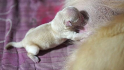 Outrage as a 3-days-old puppy and its mum were dumped under a bush