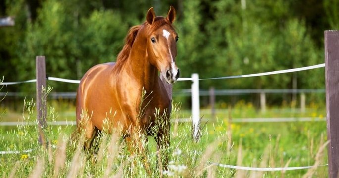 Miraculée, une jument blessée a été sauvée de l'euthanasie grâce à une opération unique au monde