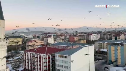 Gün batımında kuşların semadaki eşsiz dansı kamerada