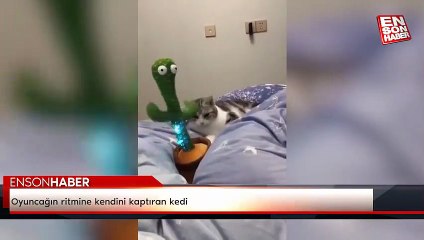 Oyuncağın ritmine kendini kaptıran kedi