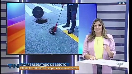 Jacaré é resgatado de esgoto