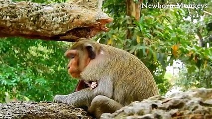How King Eagle Attacks Baby Monkey Sit On The Tree With Mom