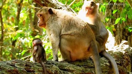 Snowy Owl Fights Raven In A Big Battale- Who Is The Best
