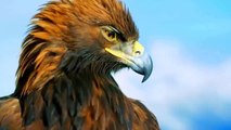 How Golden Eagle Attacks Fox From The Sky