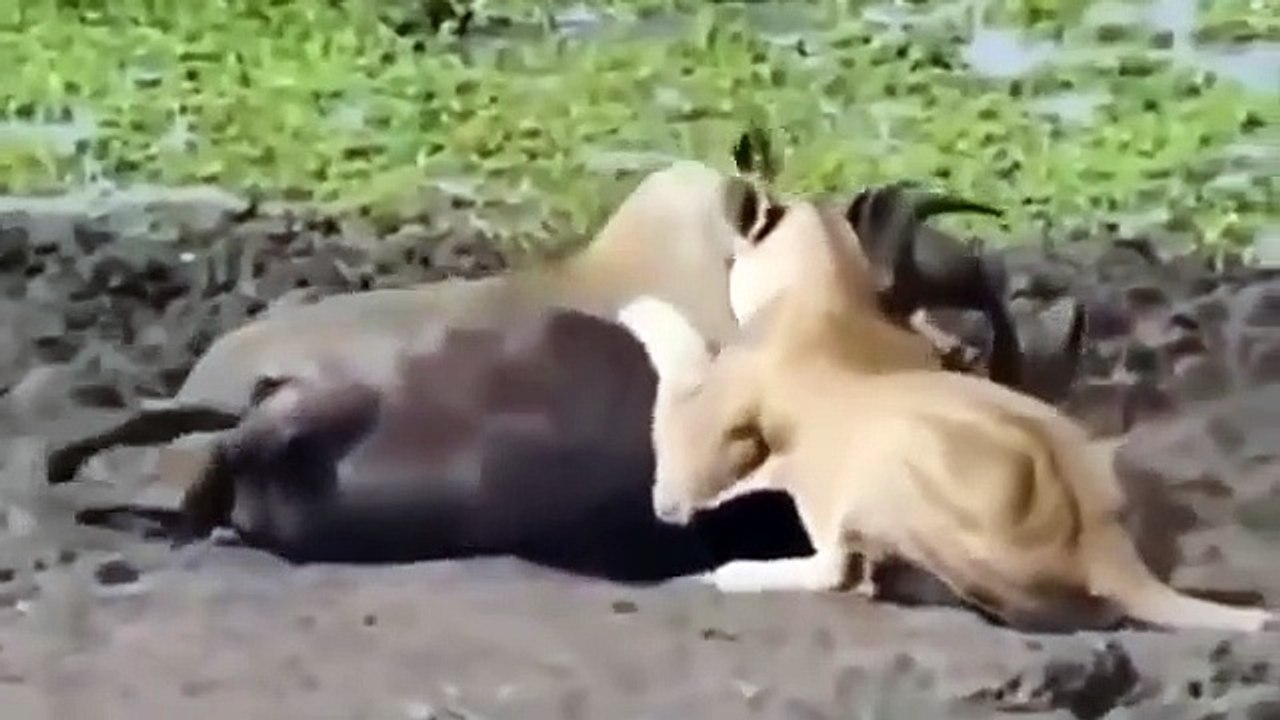 ᴴᴰ Wild Animals Fight To The Death  Animal attacks 2018 Animals Fights ⭐ Animals attacks 2017