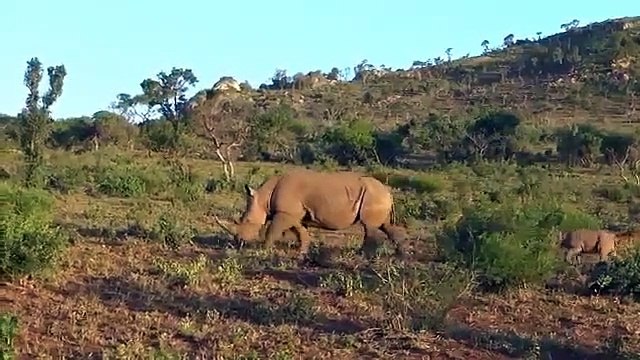 ᴴᴰ Wild Animals Fight To The Death Animal attacks 2018 Animals Fights ⭐ Animals attacks 2017 (3)