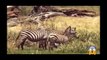 ᴴᴰ Wild Animals Fight To The Death  Animal attacks 2018 Animals Fights ⭐ Animals attacks 2017 (4)
