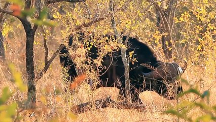 Eagle vs Lizard In A Big Battle - Can Lizard Escape From King Eagle (2)