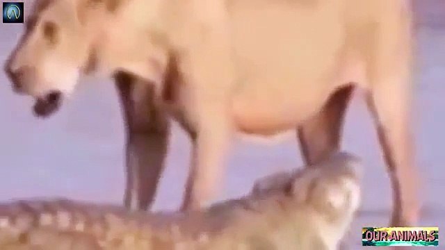 ᴴᴰ Wild Animals Fight To The Death Animal attacks 2018 Animals Fights ⭐ Animals attacks 2017 (6)