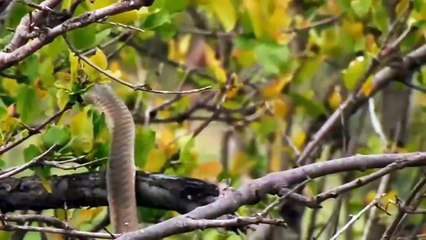 Why King Eagle Hunting Snake Hard (2)