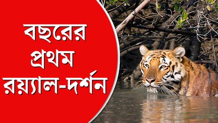 বছরে প্রথম বার সুন্দরবনে  রয়্যাল-দর্শন! লঞ্চ থেকে  ‘বাঘমামা’কে দেখে  উচ্ছ্বসিত পর্যটকরা