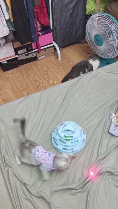 Cute and Funny Baby Cat Videos (2022)(720P_HD)