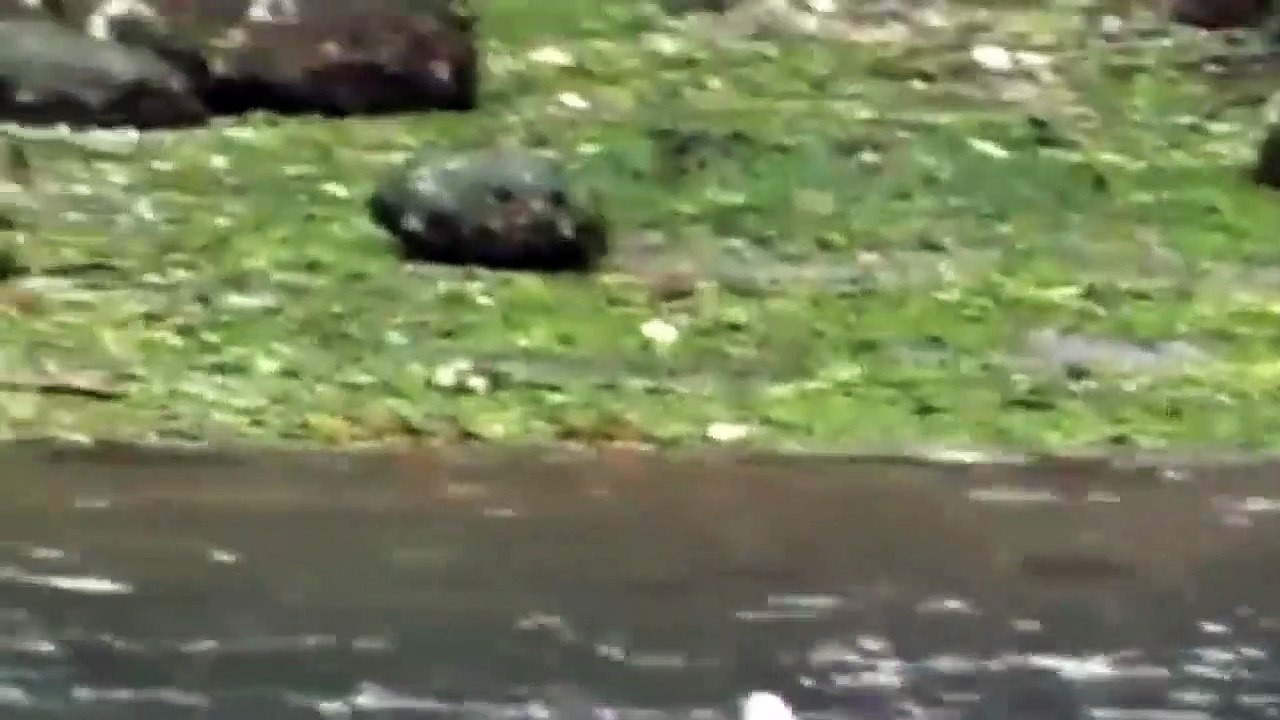 Eagle Vs Heron In A Big Fights To The Last Breath (2)