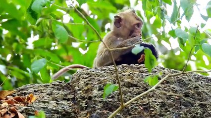 How Hawk Hunting Wild Rabbit - Wild Animal Attacks (2)