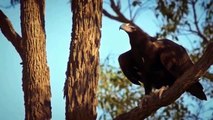 Eagle Attacks Kangaroo To The Last Breath- Wild Animal Fights (2)