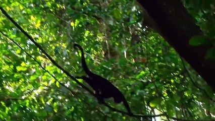 Eagle Hunting Monkey On Tree To Feed Her Babies (2)
