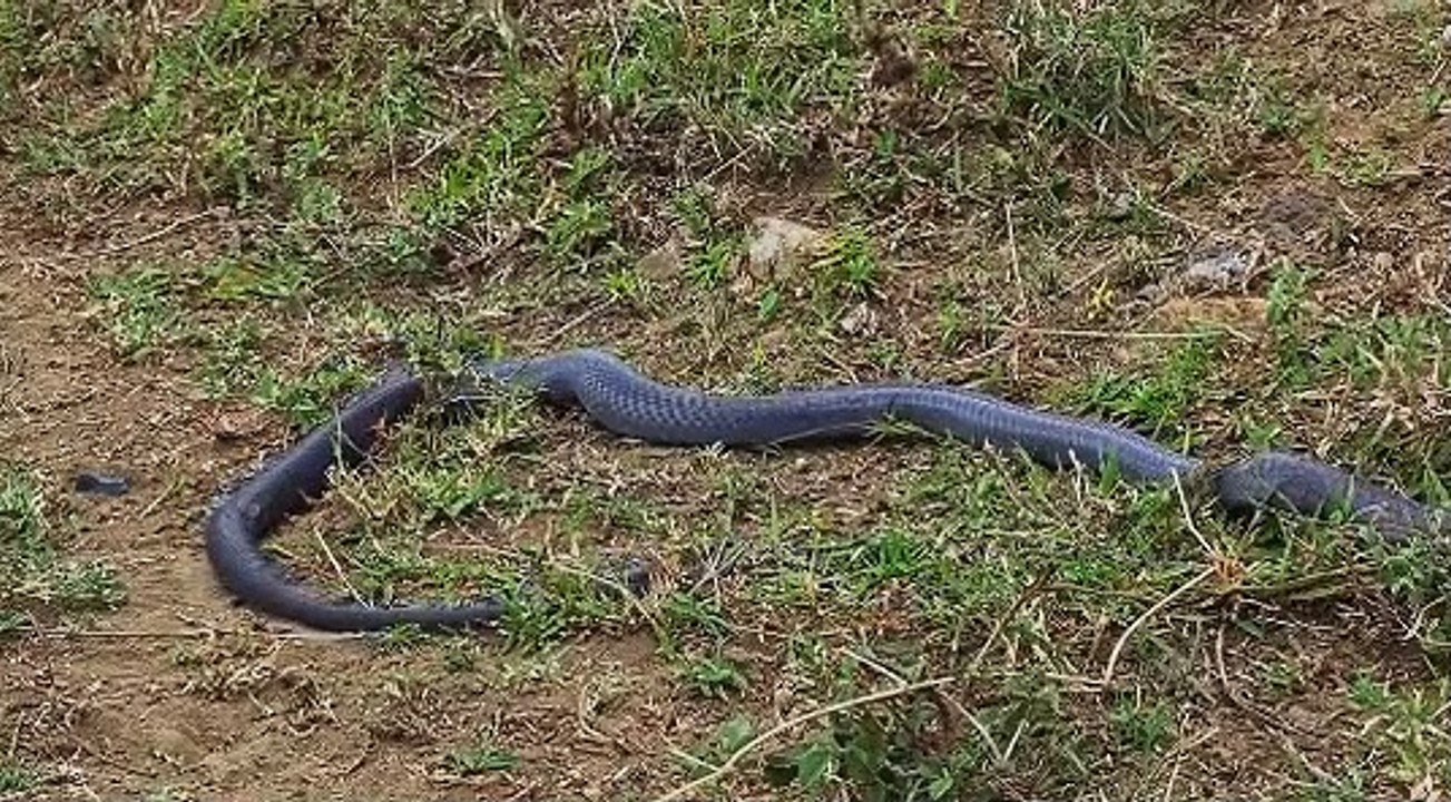 Eagle Vs King Cobra In A Big Fights To The Last Breath (2)