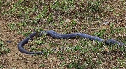 Eagle Vs King Cobra In A Big Fights To The Last Breath (2)