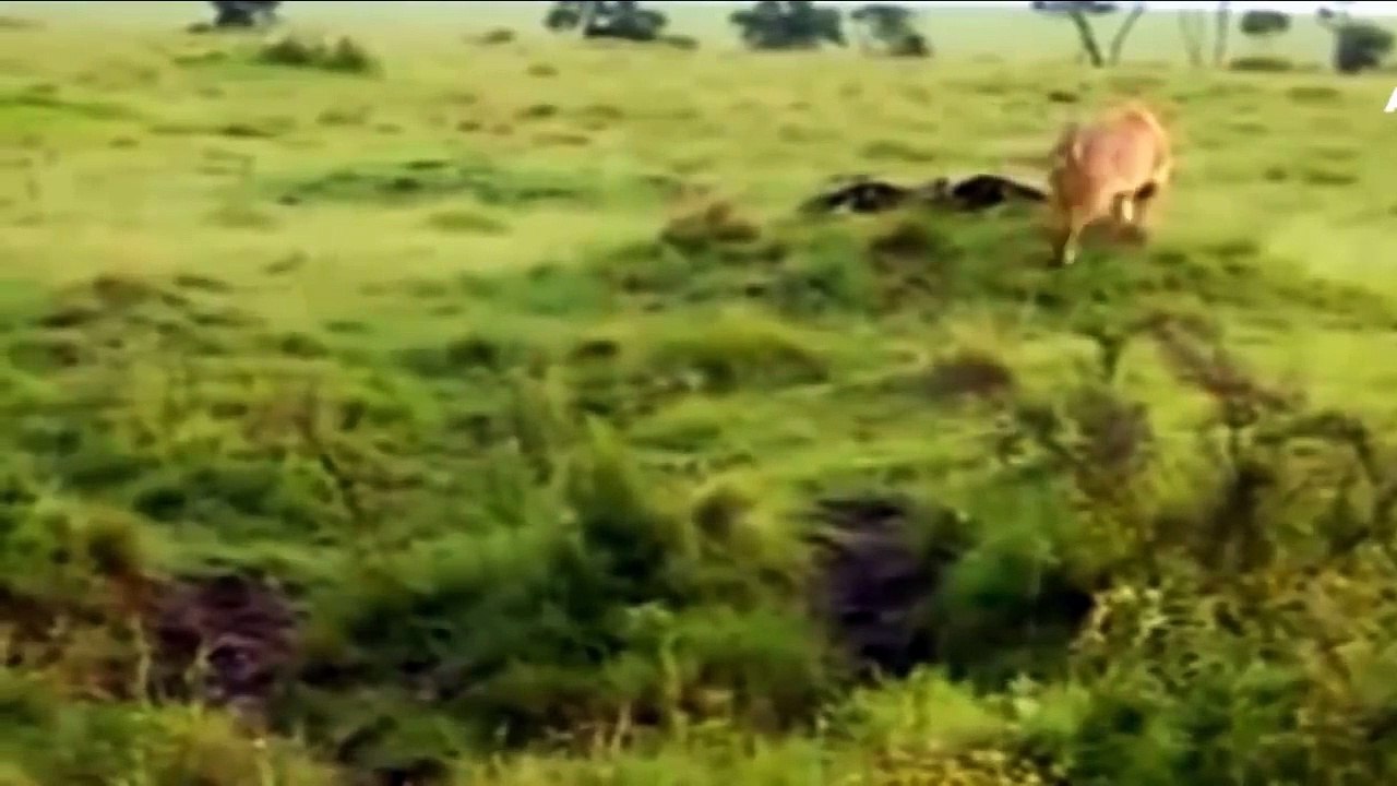 Leopard Stalking And Hunting Eagles (2)