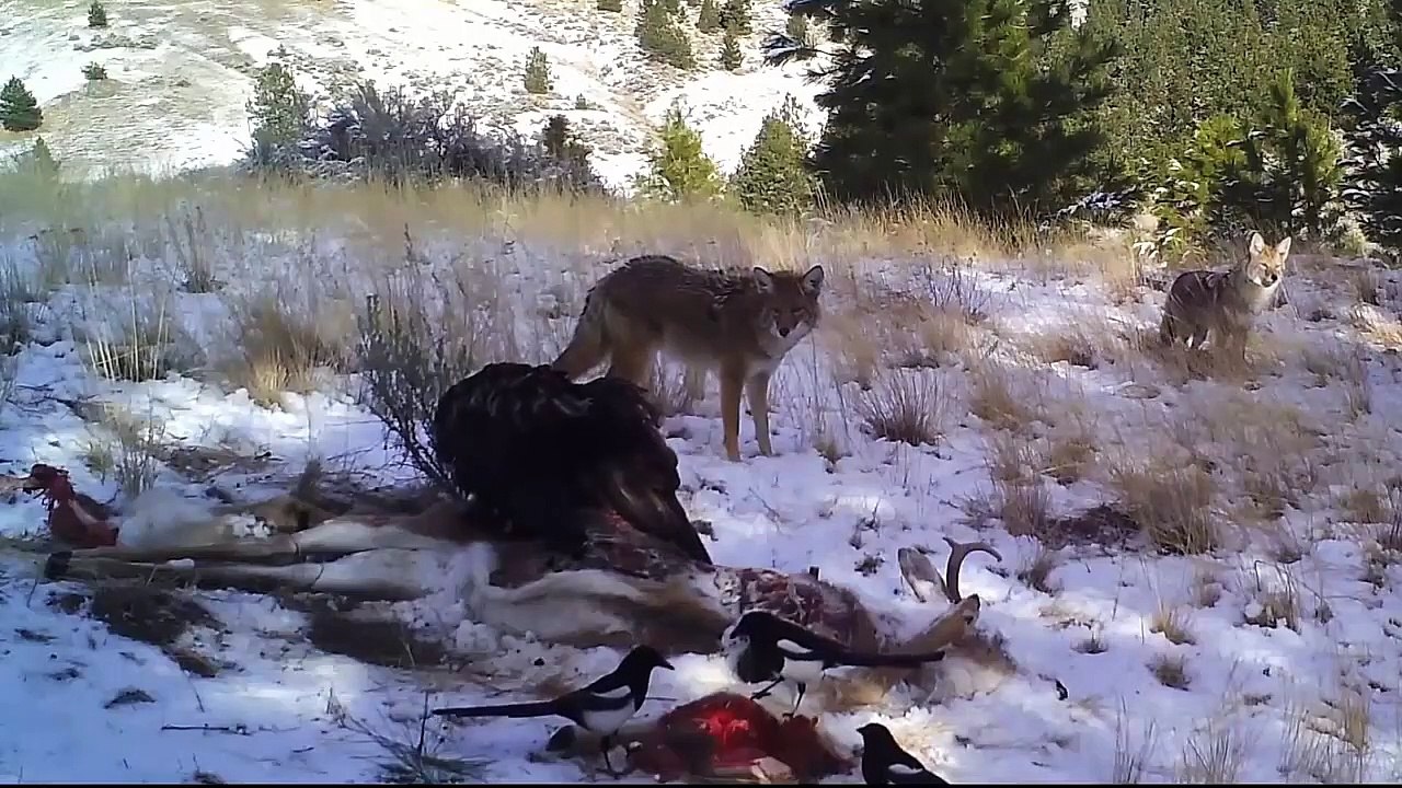 Smart Eagle Hunts Wolf In The Snow (2)