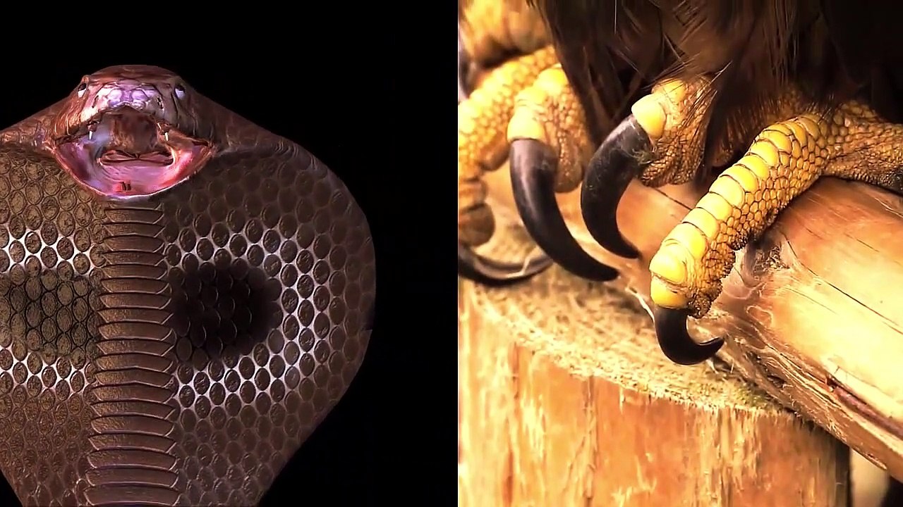 King Eagle Attacks Snake (2)