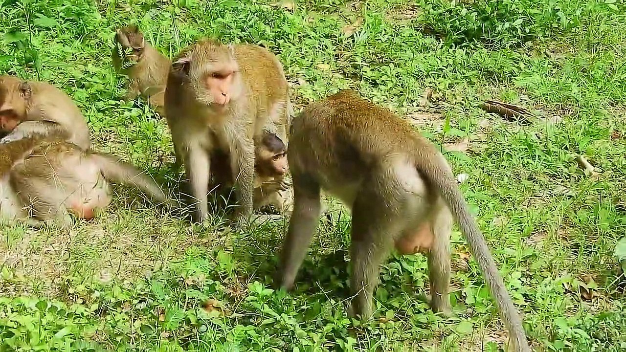 Monkey Don't Escape From Eagle's Clutches