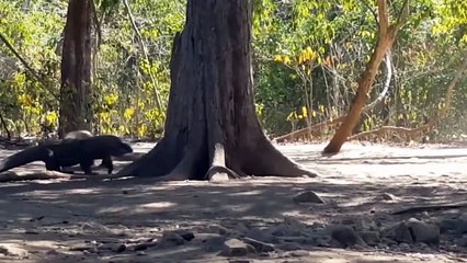 Komodo Dragon - Real Life Dragon With A Venom Filled Bite - The Battle Between Komodo And Crocodile (2)