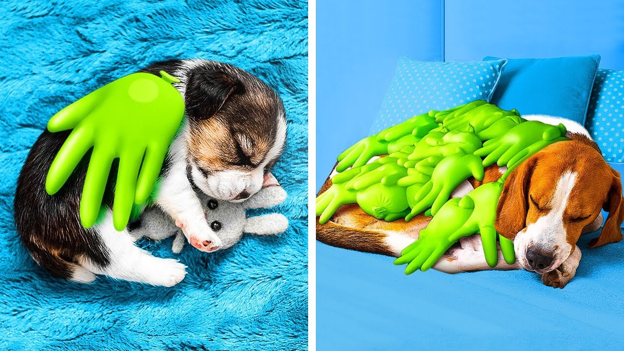 ASTUCES GÉNIALES POUR LES MAÎTRES D'ANIMAUX || GADGETS UTILES POUR LES ANIMAUX