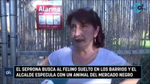 El Seprona busca al felino suelto en Los Barrios y el alcalde especula con un animal del mercado negro