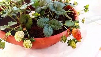 افضل طريقة لزراعة الفراوله وزيادة الثمار Strawberry cultivation(اسرار الزراعة)