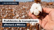 Prohibición de transgénicos repercutirá en producción de algodón mexicano: USDA