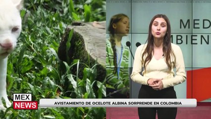 ¡Increíble avistamiento de un Ocelote Albino en Colombia! 🐆